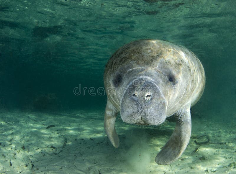 Manatee Portrait stock image