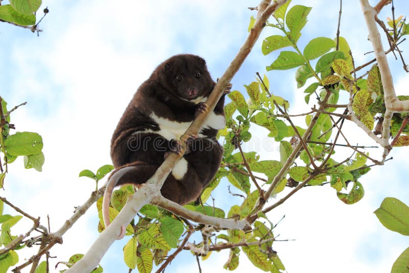 Mountain Cuscus stock photo