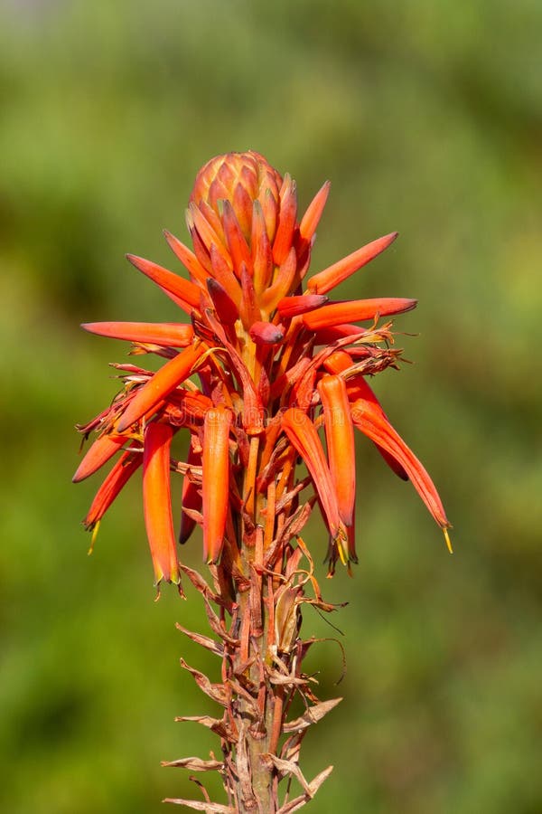 Red Aloe Vera Flower stock photos