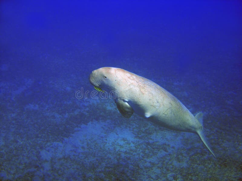 Sea cow (Dugong dugong). He dugong (Dugong dugon) is a large marine mammal which, together with the manatees, is one of four living species of the order Sirenia royalty free stock images