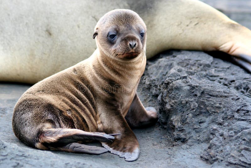 Sea Lion Puppy royalty free stock photo