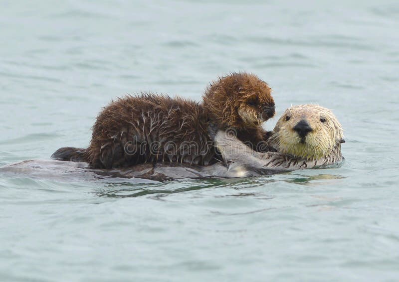 sea otter mother with adorable baby / infant in the kelp, big sur, california stock photography