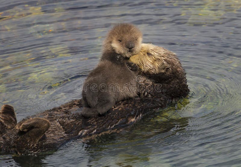 Sea Otter Mother and Pup stock photos