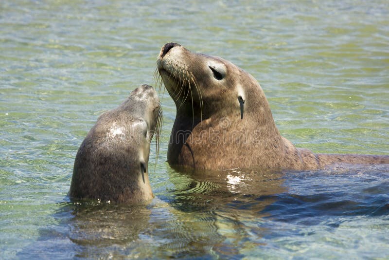 Seals playing stock image