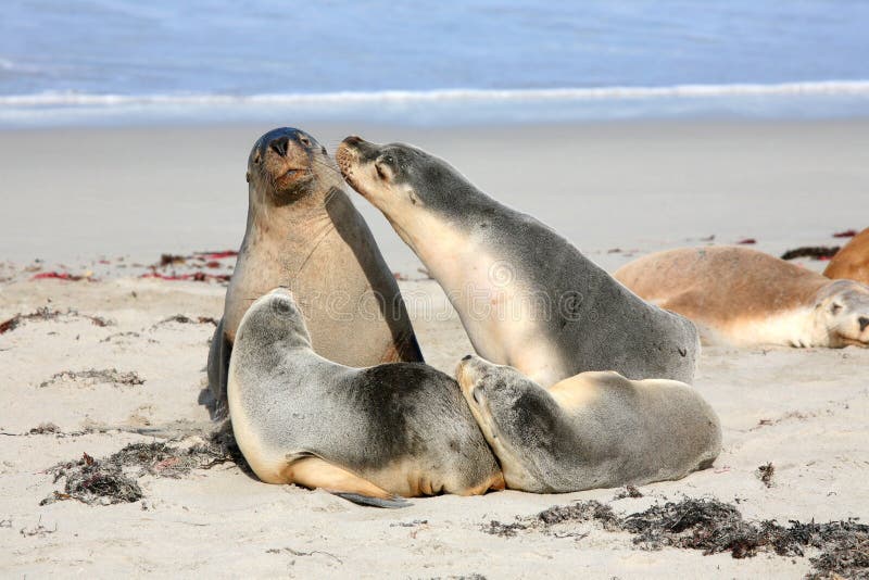 Seals at Seal Bay Kangaroo Island South Australia stock images