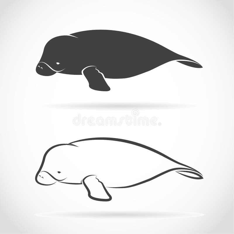 Vector image of an dugong. On white background stock illustration