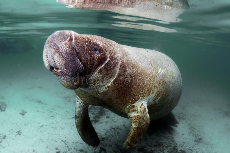 West India Manatee stock image