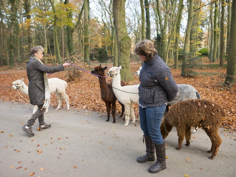 woman with alpacas on the leash in dutch autumn forest near utrecht in holland stock photography
