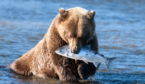 Фото: Животное медведь гризли