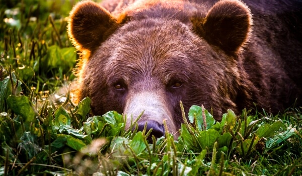 Фото: Животное медведь гризли
