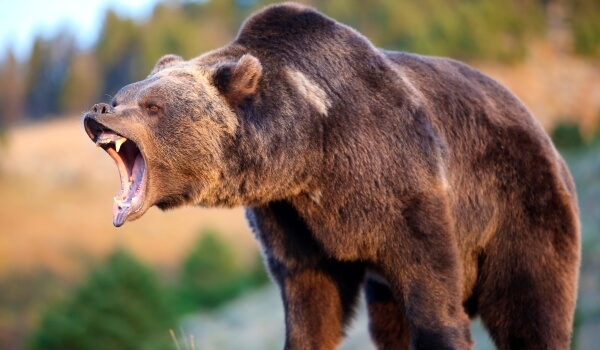 Фото: Злой медведь гризли