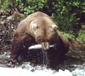 Grizzly Bear eating fish
