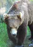 grizzly bear endangered