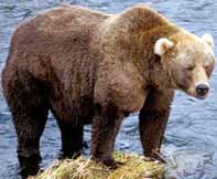 grizzly bear facts